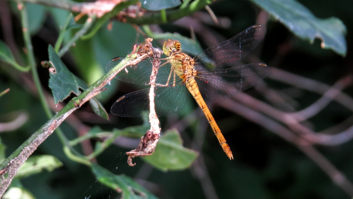 Sympetrum meridionale - fakó katona-szitakötő