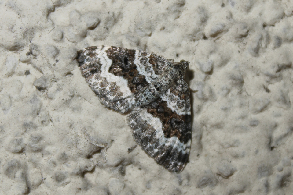 Epirrhoe alternata - galaj-tarkaaraszoló