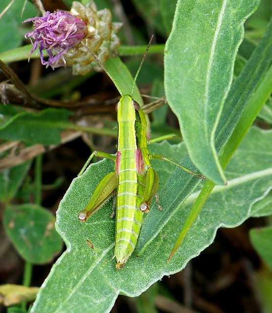 Euthystira brachyptera - smaragdzöld sáska