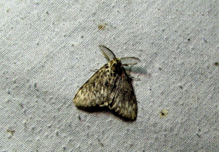 Lymantria monacha - apácalepke