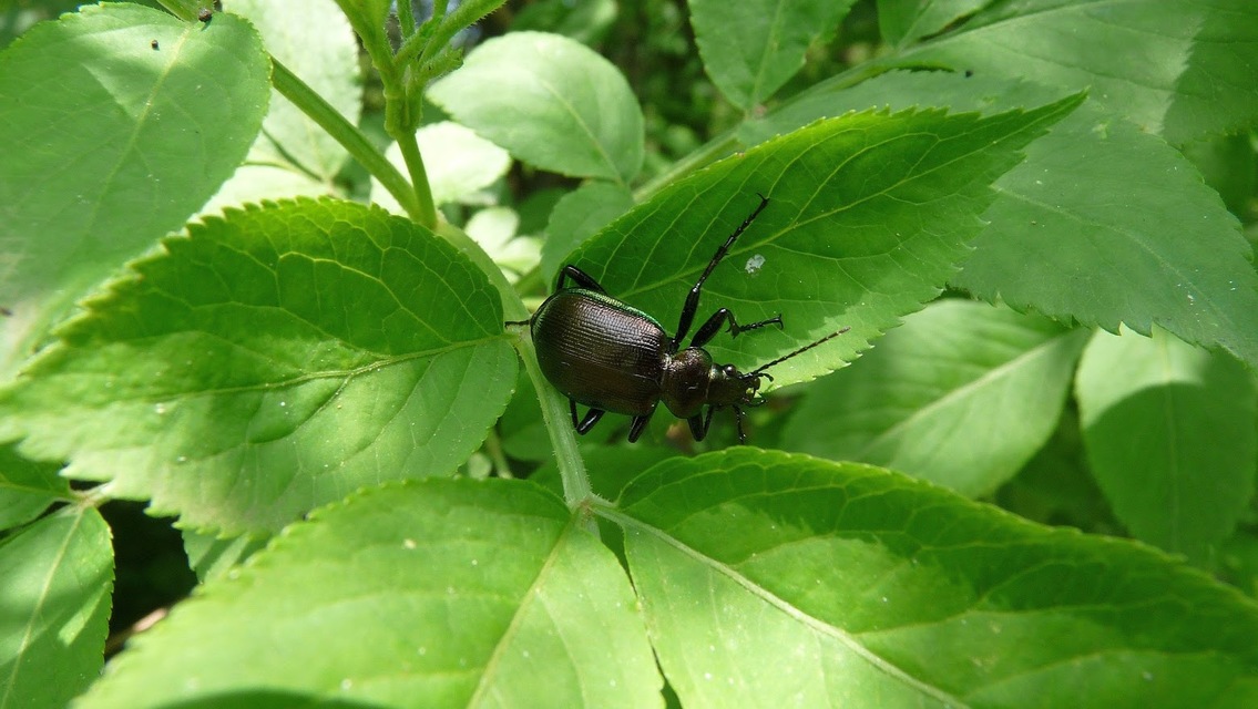 Calosoma inquisitor - kis bábrabló