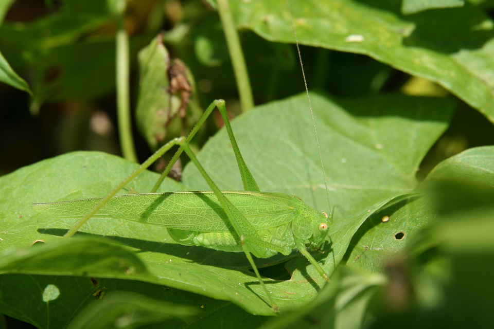 Phaneroptera nana - pontozott repülőszöcske