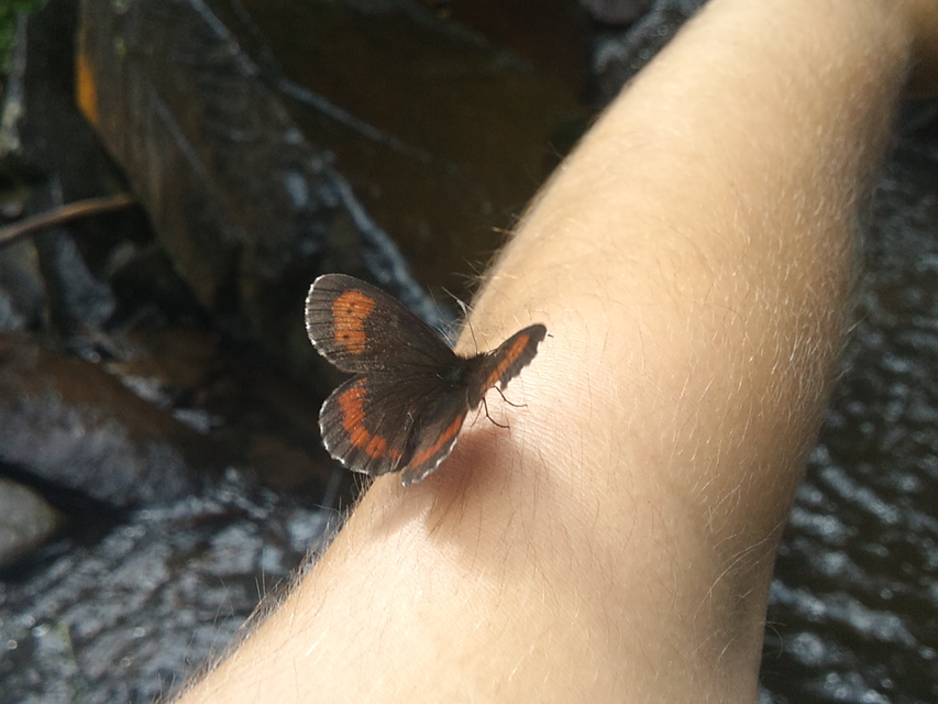 Erebia euryale