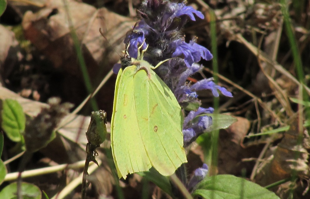 Gonepteryx rhamni - citromlepke
