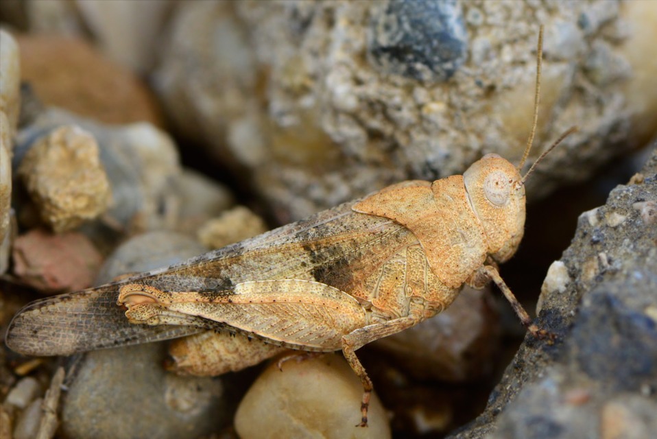 Oedipoda caerulescens - kékszárnyú sáska