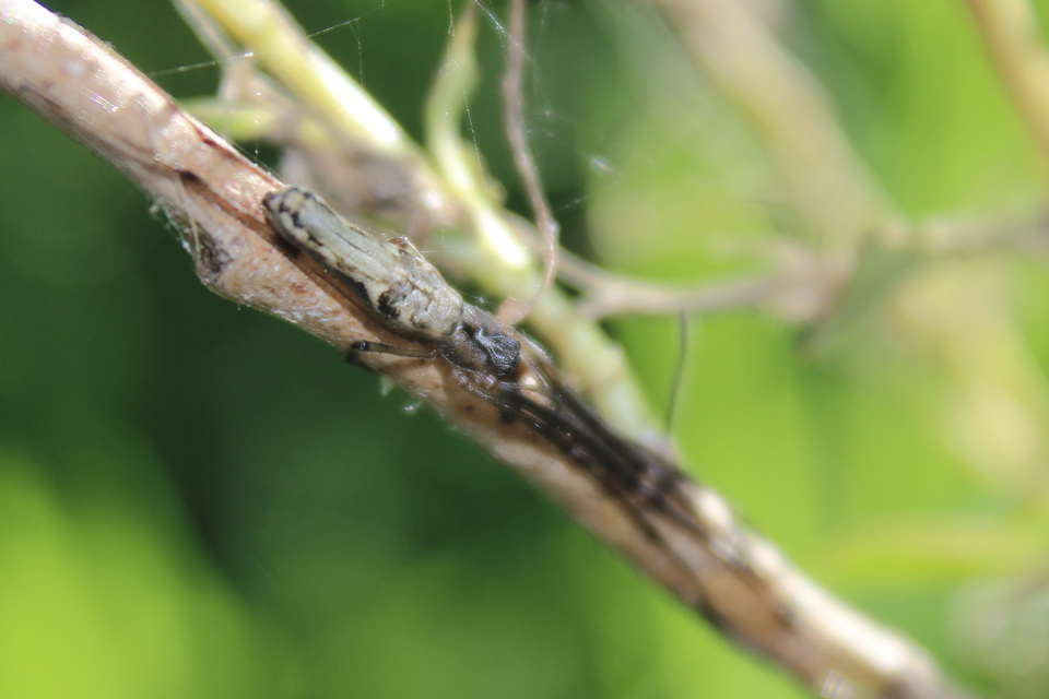 Tetragnatha