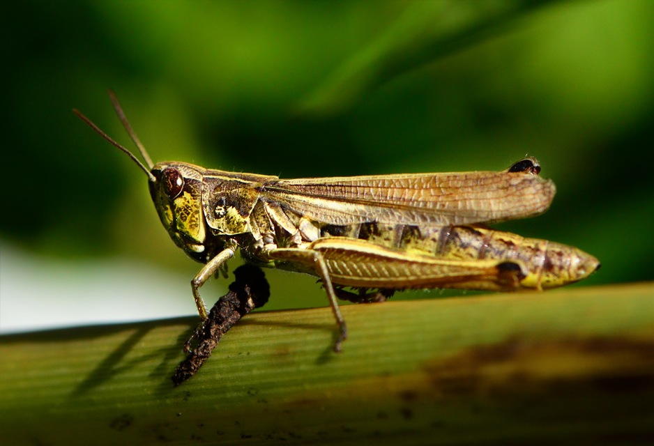 Pseudochorthippus parallelus - közönséges rétisáska