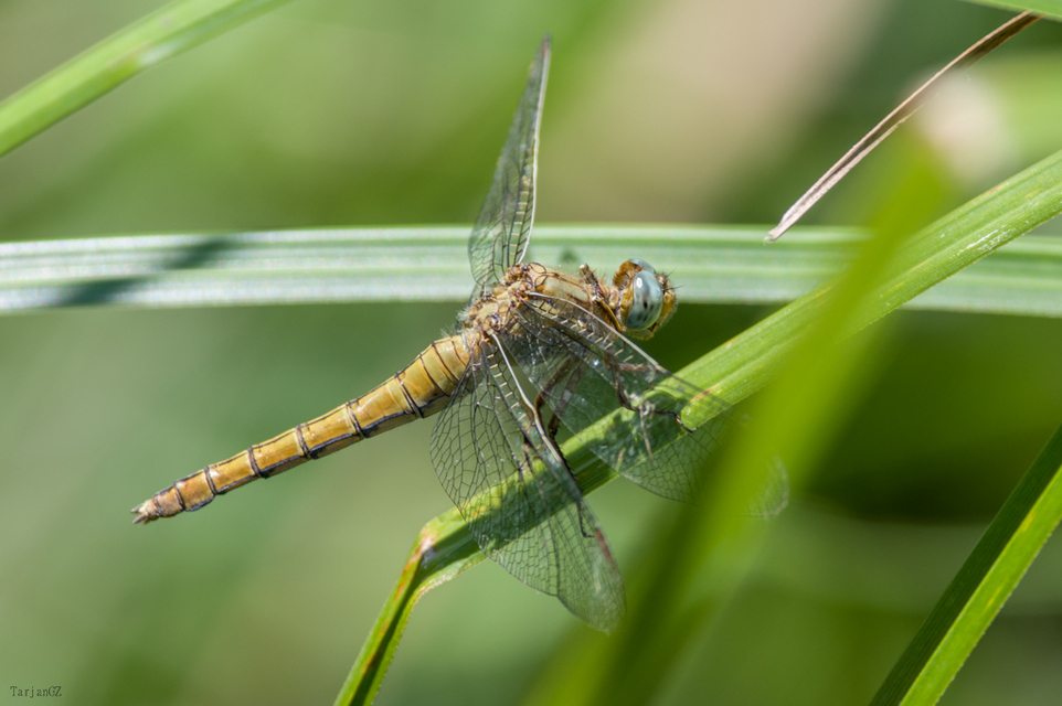 Orthetrum coerulescens - karcsú pásztorszitakötő