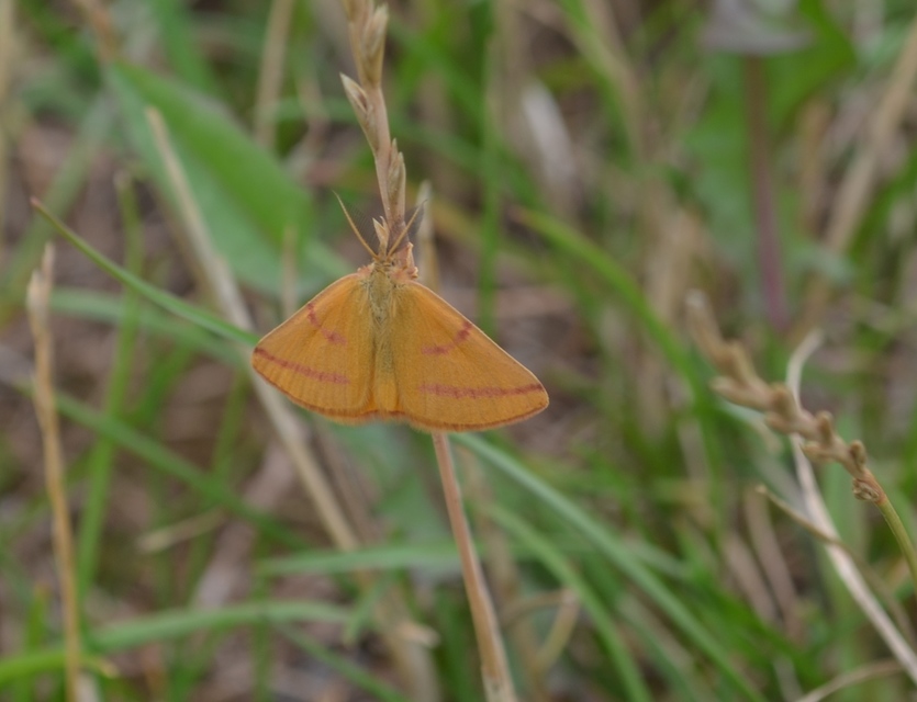 Lythria purpuraria - bíborsávos araszoló