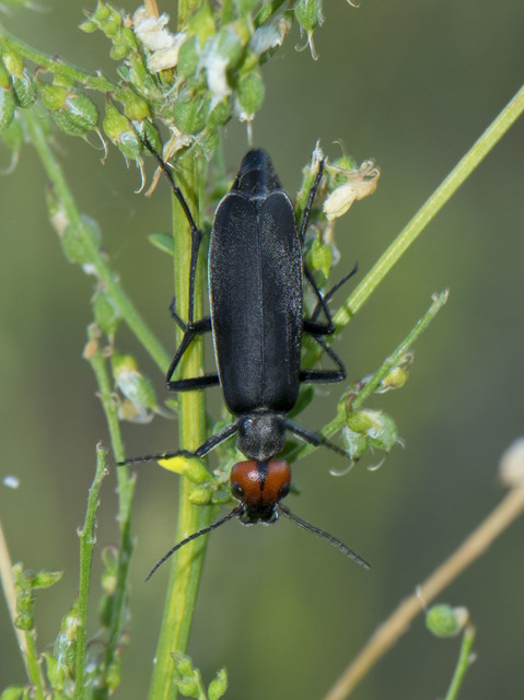 Epicauta rufidorsum - hollóbogár
