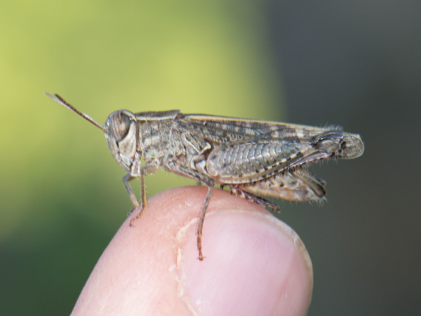 Calliptamus italicus - olaszsáska