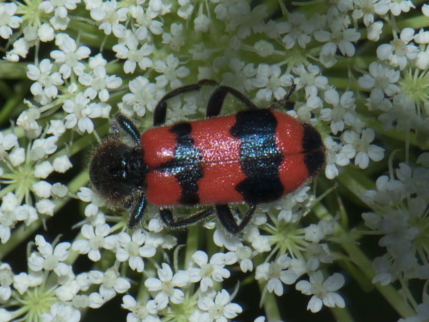Trichodes apiarius - szalagos méhészbogár