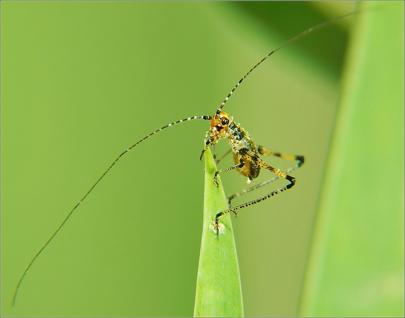 Phaneroptera