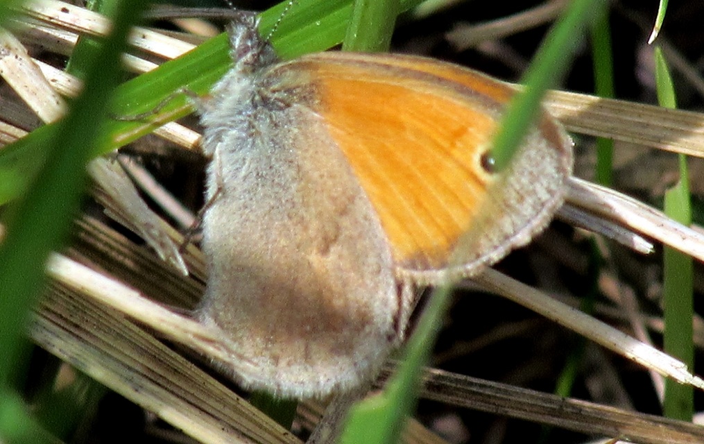 Coenonympha pamphilus - kis szénalepke