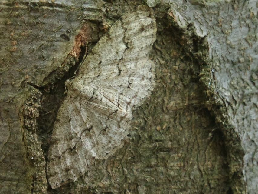 Ectropis crepuscularia - avararaszoló