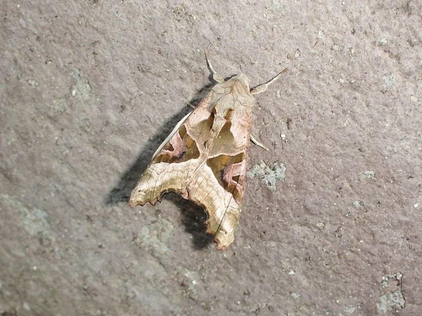 Phlogophora meticulosa - vándorló csipkésbagoly