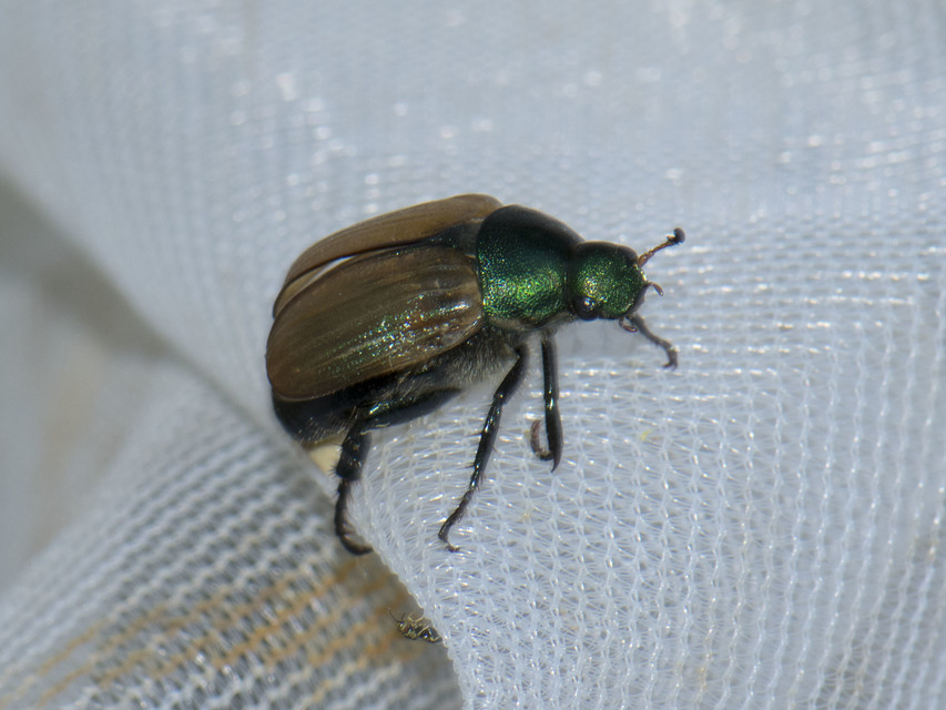 Anomala dubia - kis fináncbogár