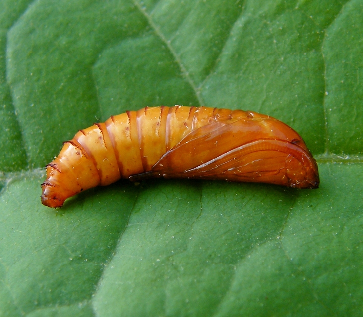 Paranthrene tabaniformis - bögölyszitkár