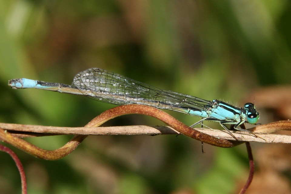 Ischnura elegans