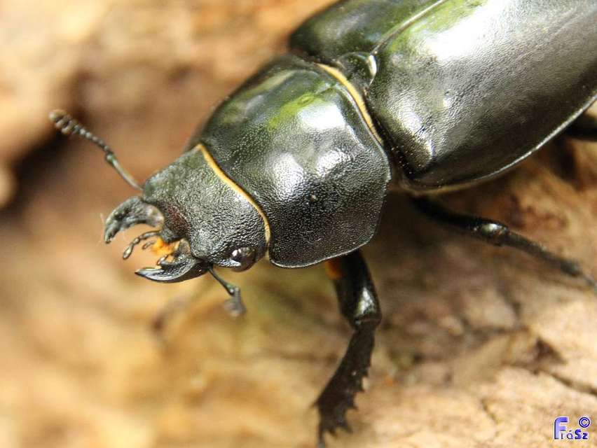 Lucanus cervus - nagy szarvasbogár