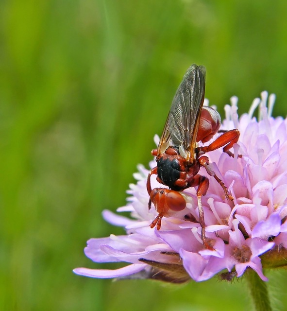 Sicus