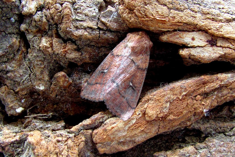 Mythimna turca - félholdas rétibagoly