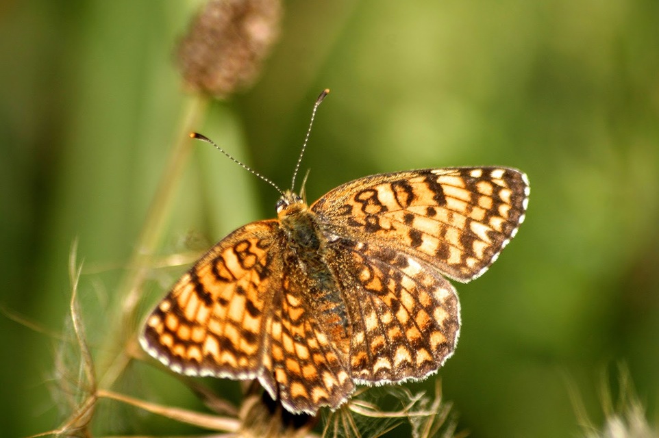 Melitaea phoebe - nagy tarkalepke
