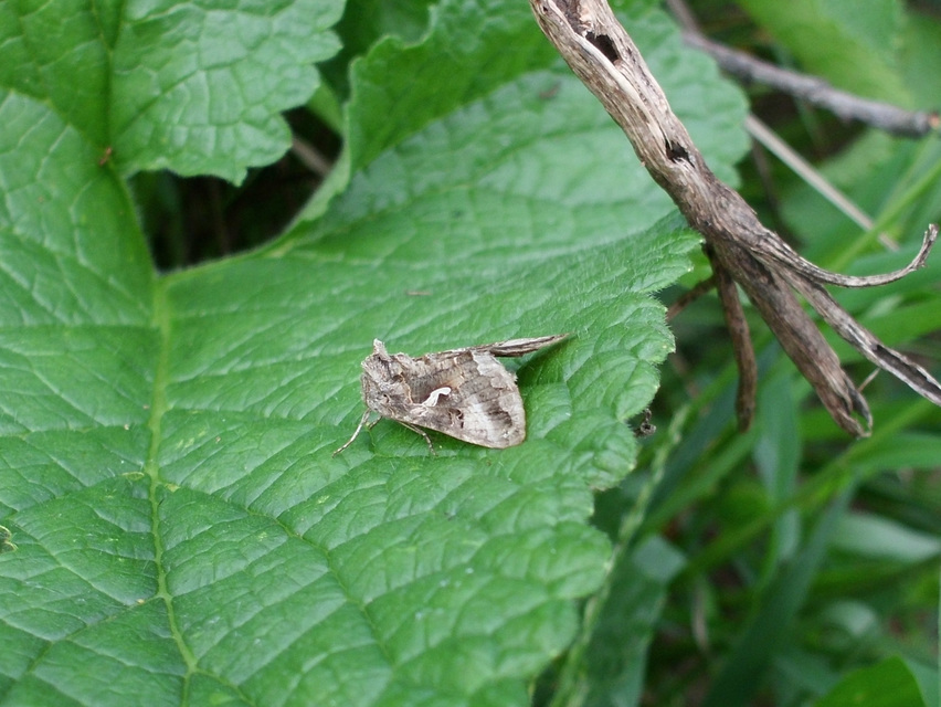 Autographa gamma - gammalepke