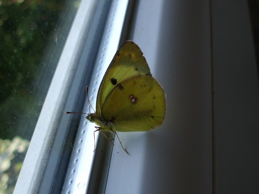 Colias hyale - kéneslepke