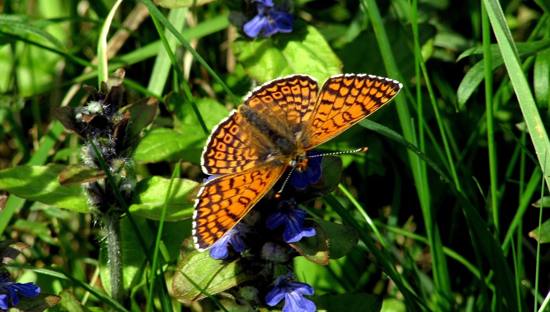 Melitaea cinxia - réti tarkalepke