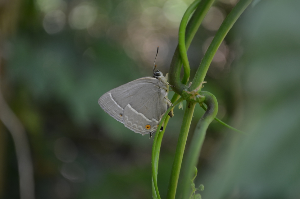 Neozephyrus quercus - tölgyfalepke