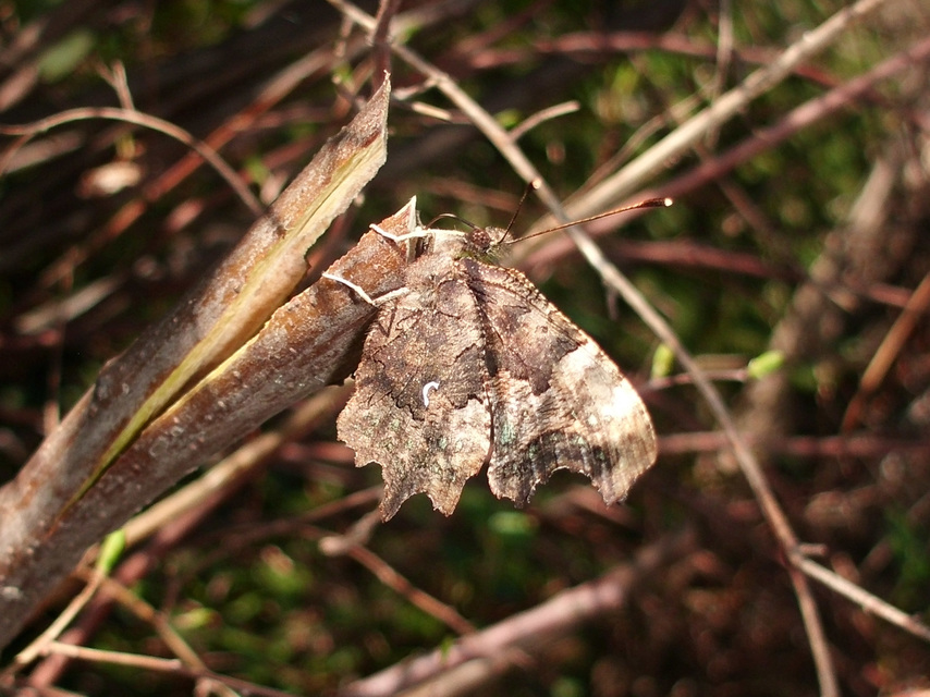 Nymphalis c-album - C-betűs lepke