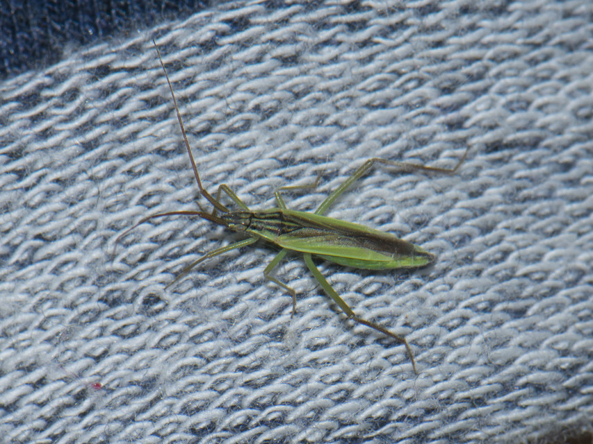 Notostira