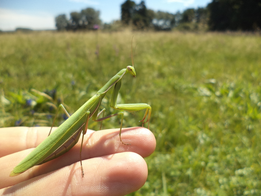 Mantis religiosa - imádkozósáska
