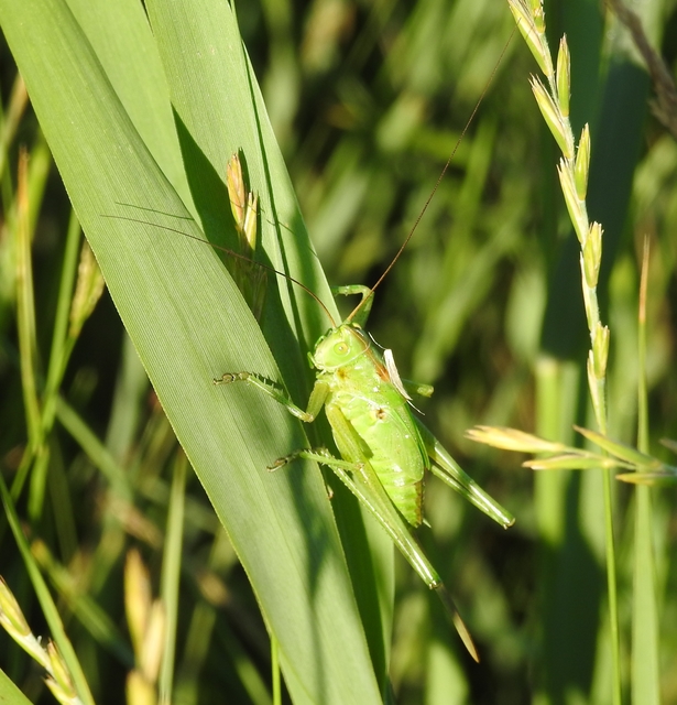 Tettigonia viridissima - zöld lombszöcske