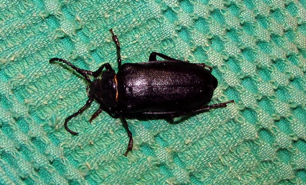 Prionus coriarius - csőszcincér