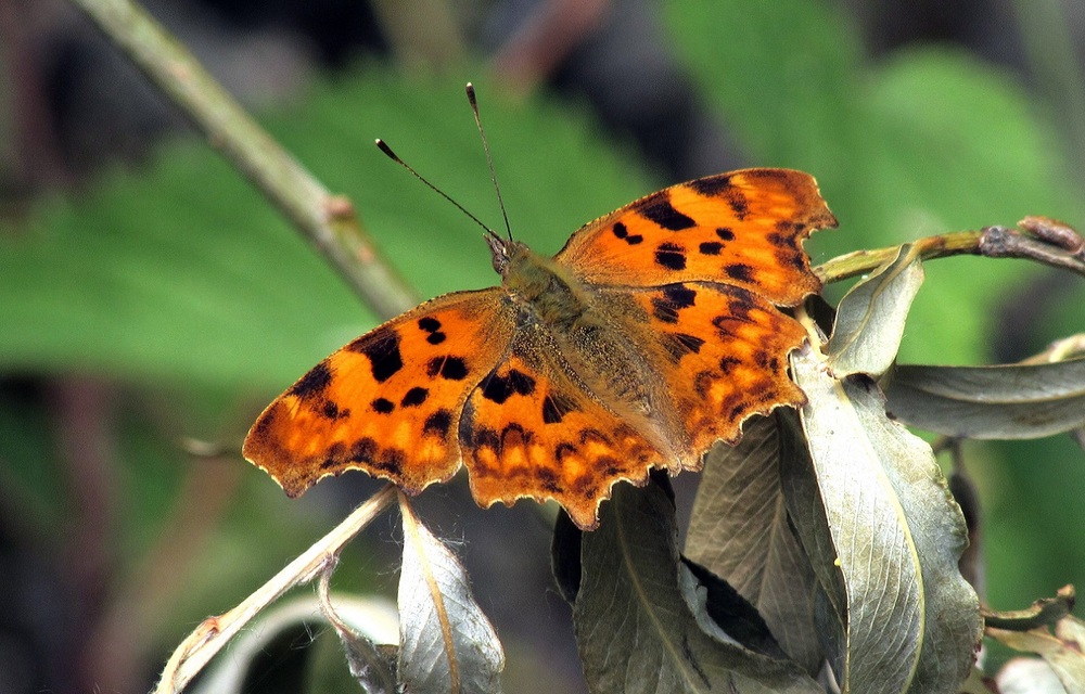 Nymphalis c-album - C-betűs lepke