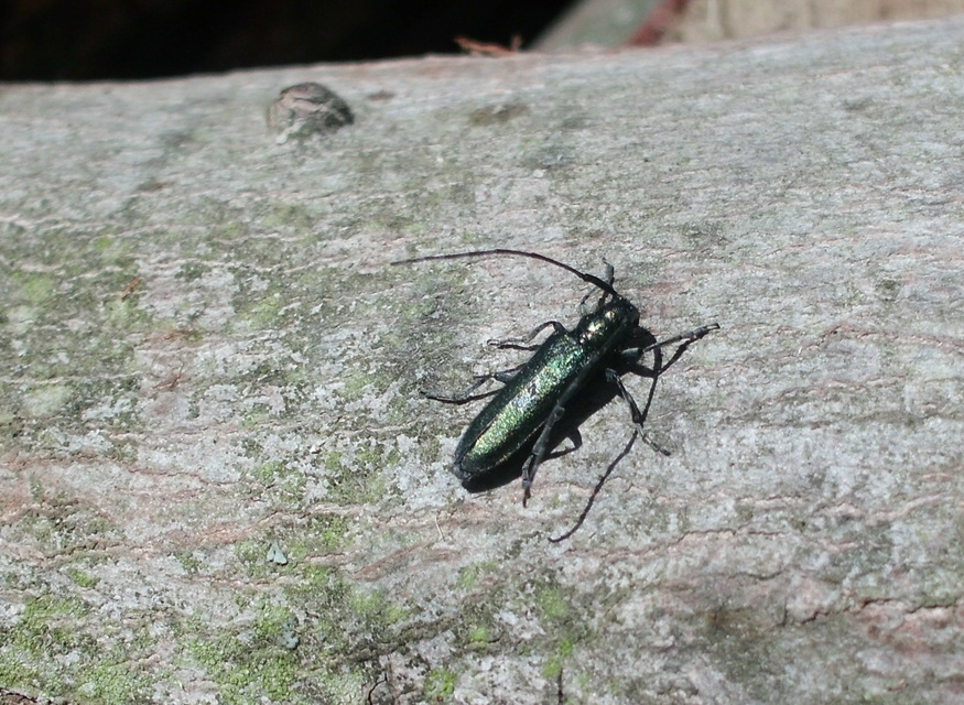 Agapanthia violacea - kék somkórócincér