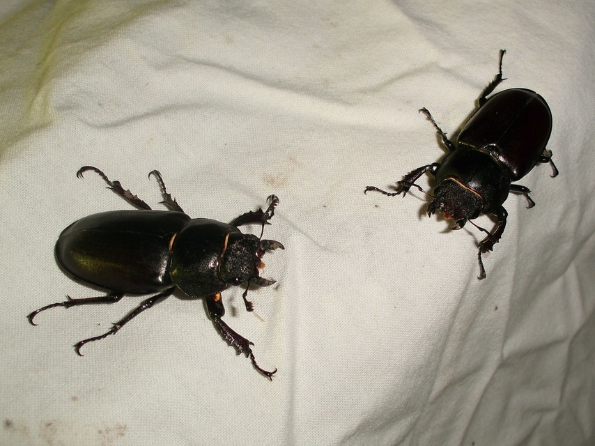 Lucanus cervus - nagy szarvasbogár