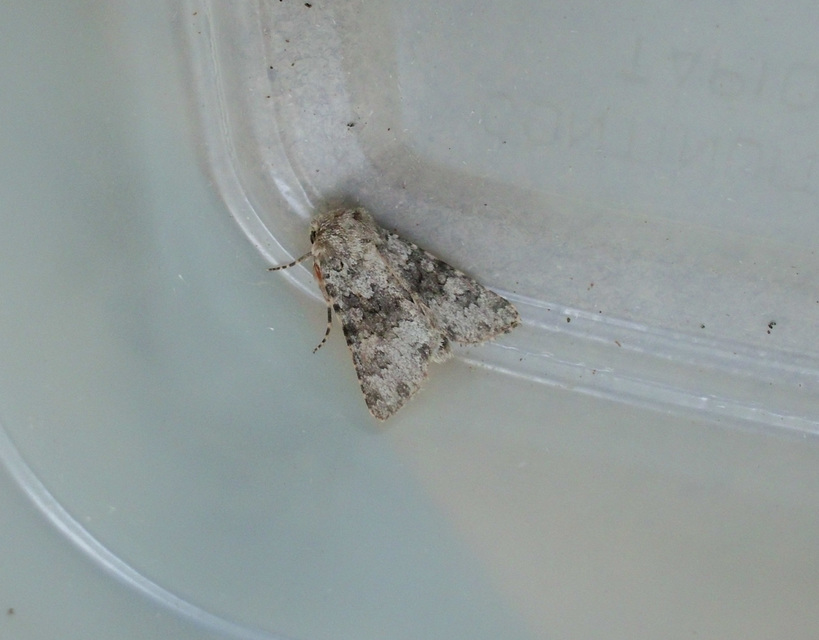 Hecatera dysodea - parajbagoly