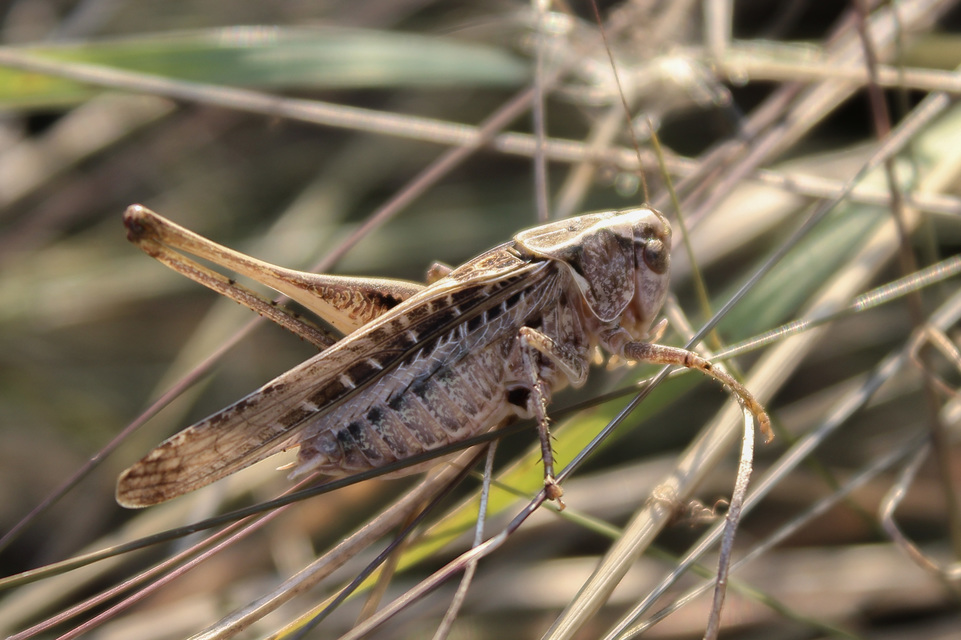 Platycleis affinis - púposhasú rétiszöcske