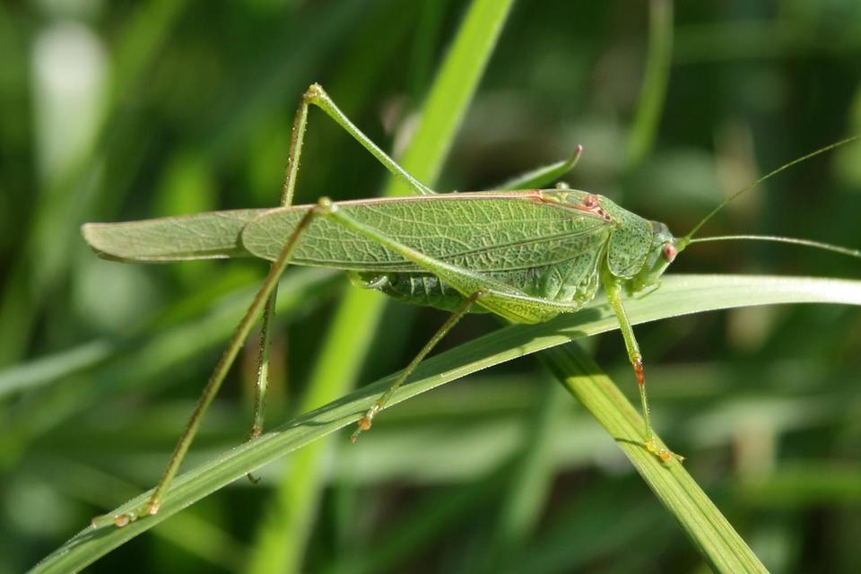 Phaneroptera nana - pontozott repülőszöcske