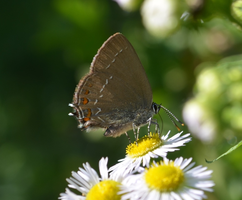 Satyrium ilicis - tölgyfa-csücsköslepke