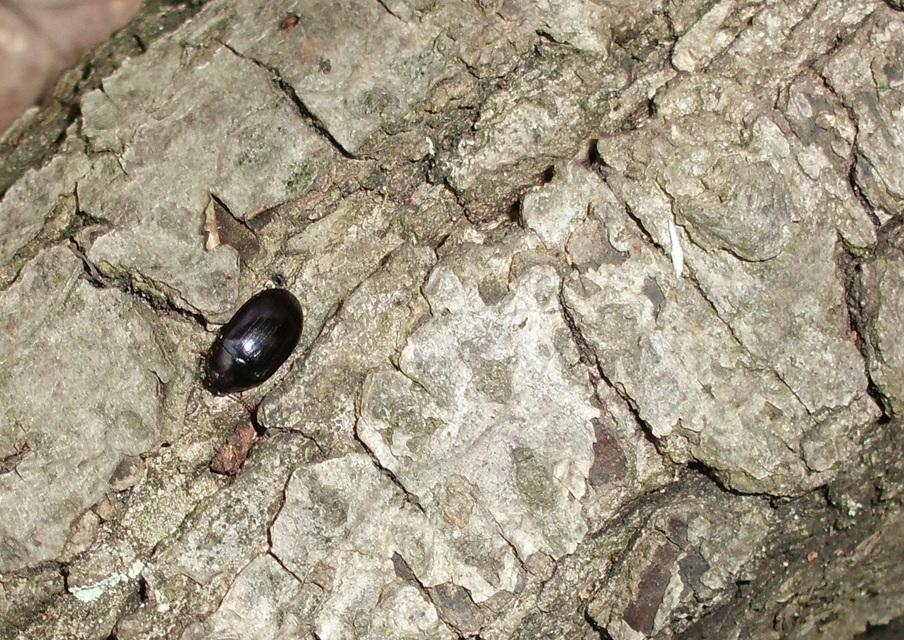 Platydema violaceum - fémkék taplóbogár