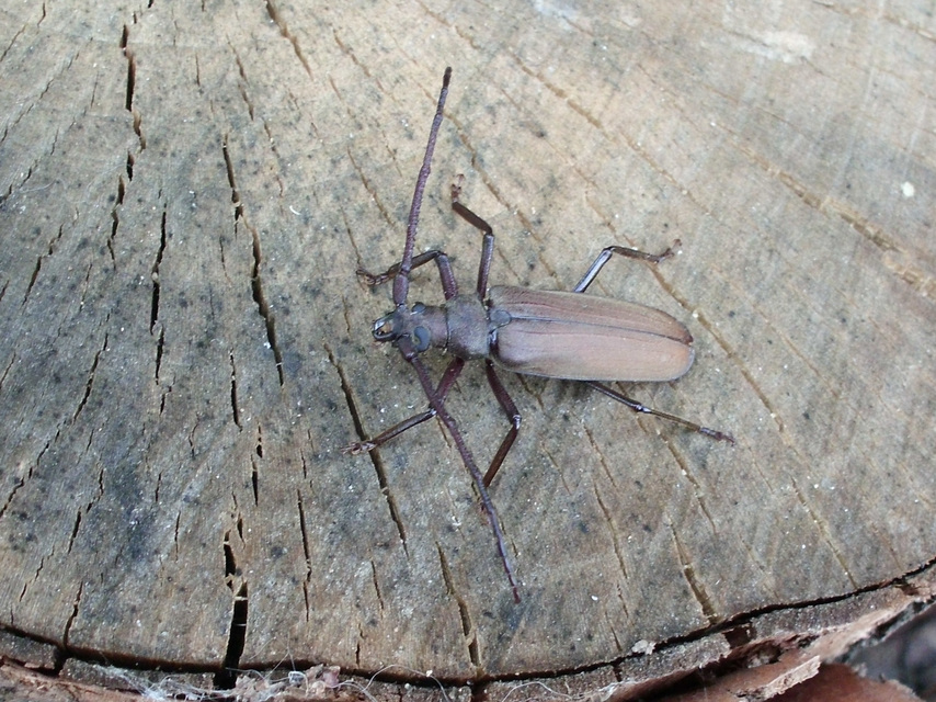 Aegosoma scabricorne - diófacincér
