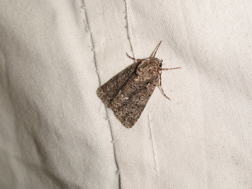 Acronicta rumicis - sóska-szigonyosbagoly Acronicta rumicis - sóska-szigonyosbagoly