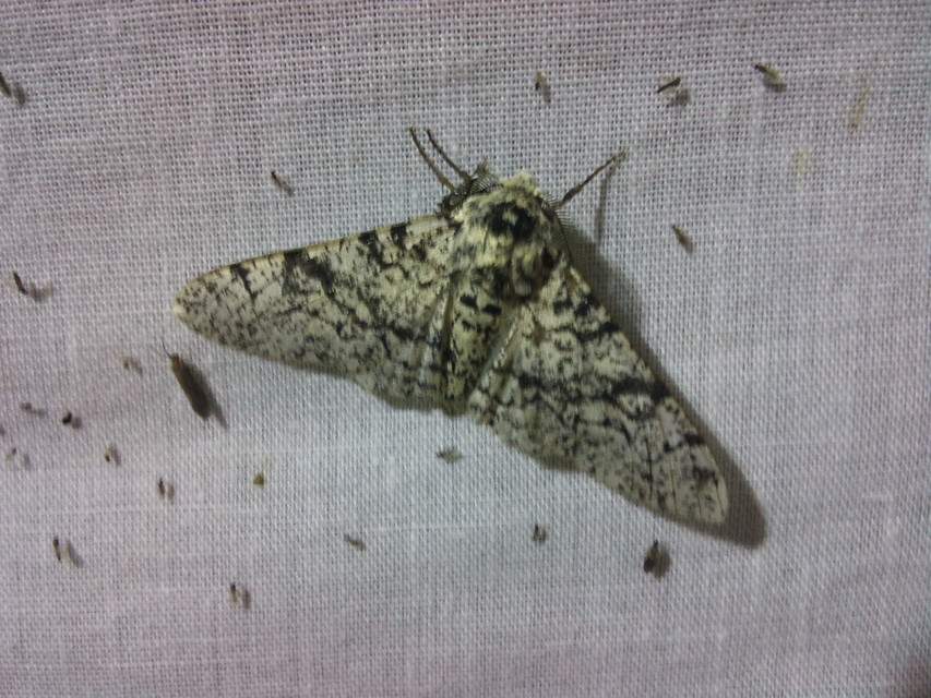 Biston betularia - szürkepettyes araszoló