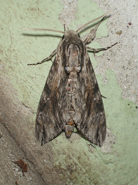 Agrius convolvuli - szulákszender