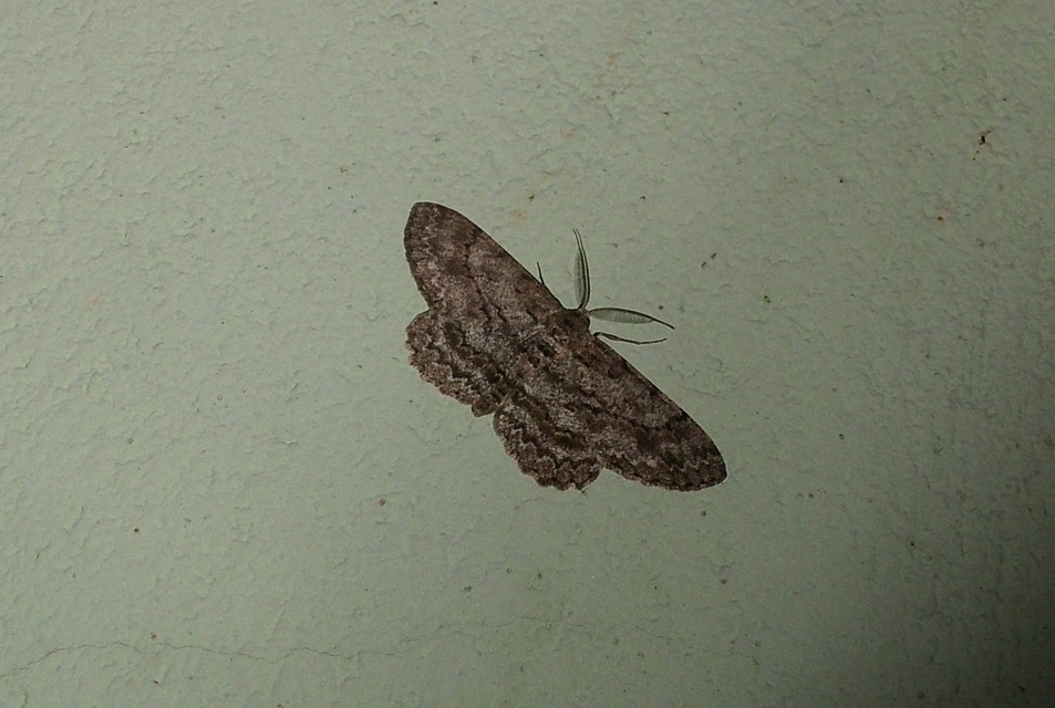 Hypomecis punctinalis - pettyes faaraszoló