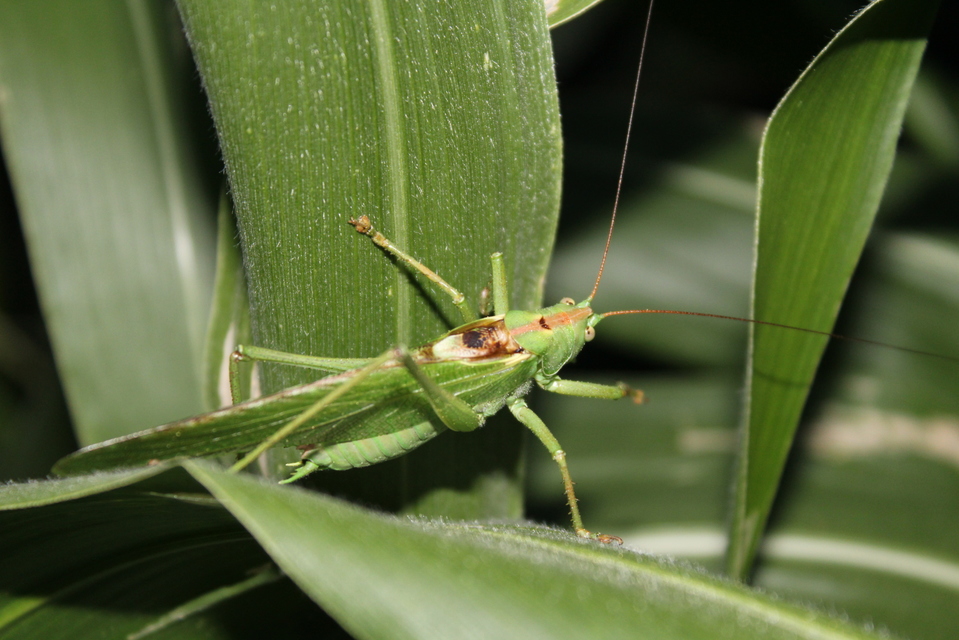 Tettigonia viridissima - zöld lombszöcske